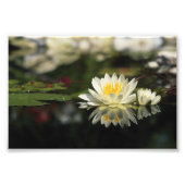 White Waterlily Foto Afdruk (Voorkant)