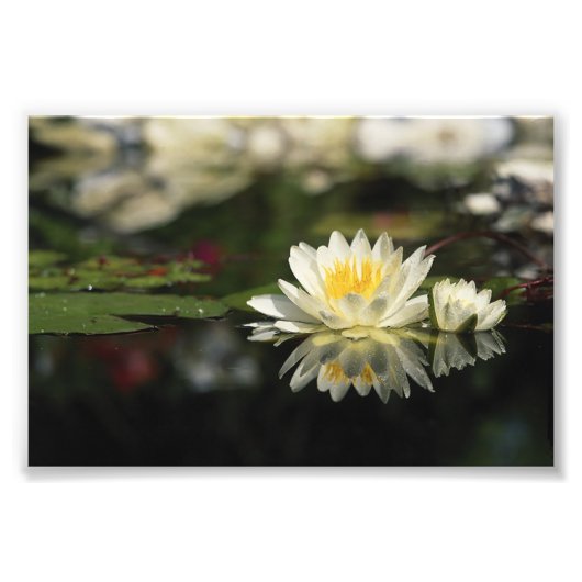 White Waterlily Foto Afdruk (Voorkant)