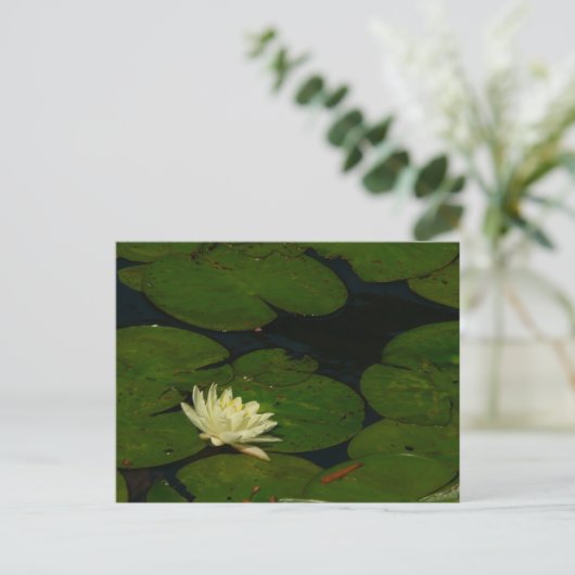 White Waterlily I Peaceful Floral Photography Briefkaart (Staand voorkant)
