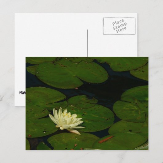 White Waterlily I Peaceful Floral Photography Briefkaart (Voorkant / Achterkant)