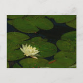 White Waterlily I Peaceful Floral Photography Briefkaart (Voorkant)