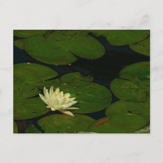 White Waterlily I Peaceful Floral Photography Briefkaart (Voorkant)