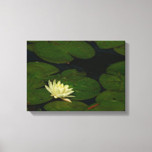 White Waterlily I Peaceful Floral Photography Canvas Afdruk