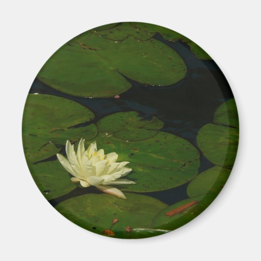 White Waterlily I Peaceful Floral Photography Magneet (Voorkant)