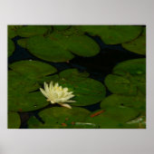 White Waterlily I Peaceful Floral Photography Poster (Voorkant)