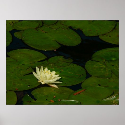 White Waterlily I Peaceful Floral Photography Poster (Voorkant)