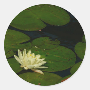 White Waterlily I Peaceful Floral Photography Ronde Sticker