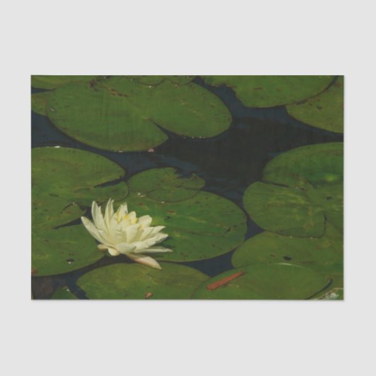 White Waterlily I Peaceful Floral Photography Tissuepapier (Voorkant)