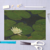 White Waterlily I Peaceful Floral Photography Tissuepapier (Craft)
