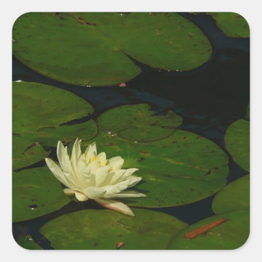 White Waterlily I Peaceful Floral Photography Vierkante Sticker (Voorkant)