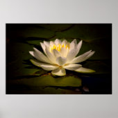 White Waterlily Poster (Voorkant)