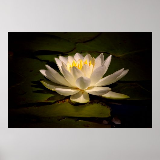 White Waterlily Poster (Voorkant)