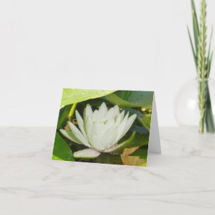 White Waterlily Sympathy Card Kaart