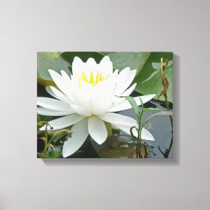 White Waterlily Wildflower Canvas Afdruk