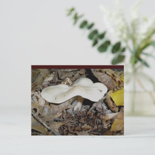 White Wavy Mushroom Briefkaart (Staand voorkant)