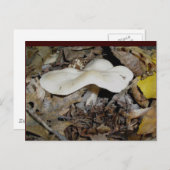 White Wavy Mushroom Briefkaart (Voorkant / Achterkant)