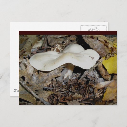White Wavy Mushroom Briefkaart (Voorkant / Achterkant)