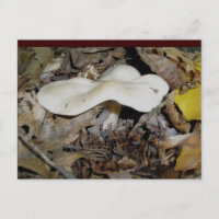 White Wavy Mushroom Briefkaart