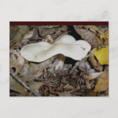 White Wavy Mushroom Briefkaart (Voorkant)