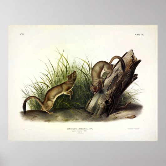 White Weasel (Stoat, Ermine) van Audubon Poster (Voorkant)
