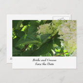 White Wedding Hydrangeas Aankondigingskaart (Voorkant / Achterkant)