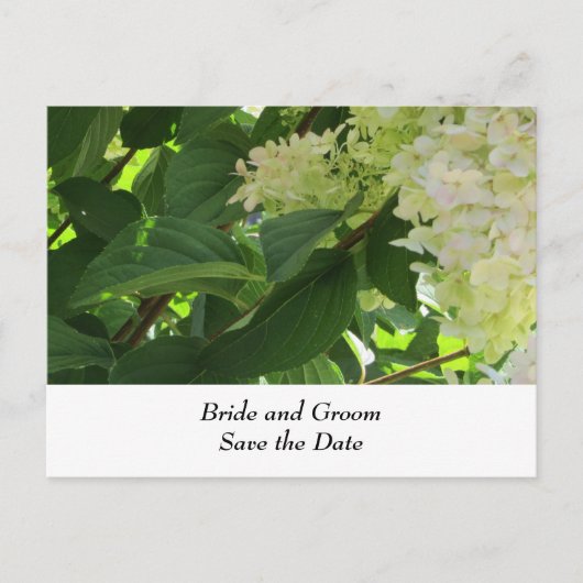 White Wedding Hydrangeas Aankondigingskaart (Voorkant)