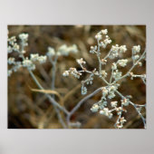 White Weed Poster (Voorkant)