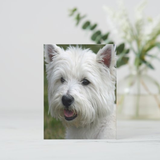 White West Highland Terrier Briefkaart (Staand voorkant)