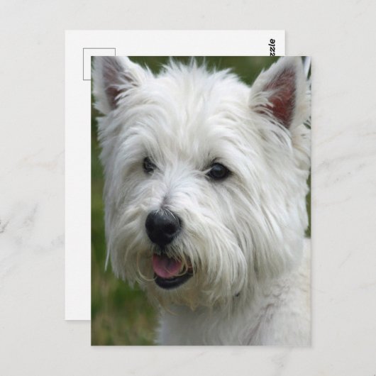 White West Highland Terrier Briefkaart (Voorkant / Achterkant)