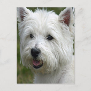 White West Highland Terrier Briefkaart