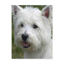 White West Highland Terrier Briefkaart