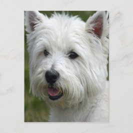 White West Highland Terrier Briefkaart