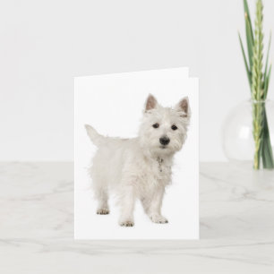 White West Highland Terrier Puppy Dog Hallo Love Kaart