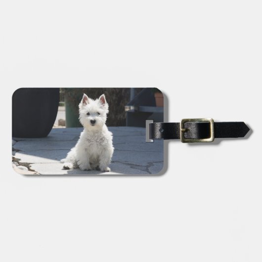 White West Highland Terrier Sitting on Sidewalk Bagagelabel (Voorkant horizontaal)