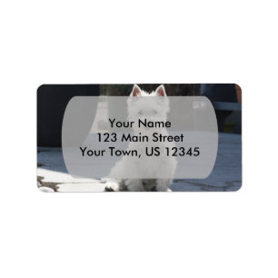 White West Highland Terrier Sitting on Sidewalk Etiket