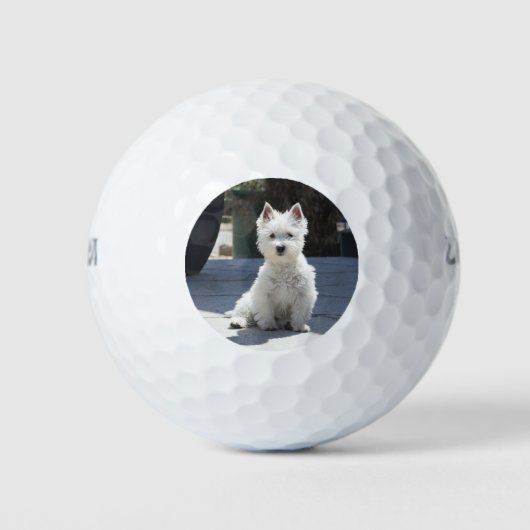 White West Highland Terrier Sitting on Sidewalk Golfballen (Voorkant)