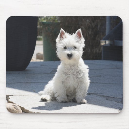 White West Highland Terrier Sitting on Sidewalk Muismat (Voorkant)
