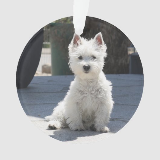 White West Highland Terrier Sitting on Sidewalk Ornament (voorkant)