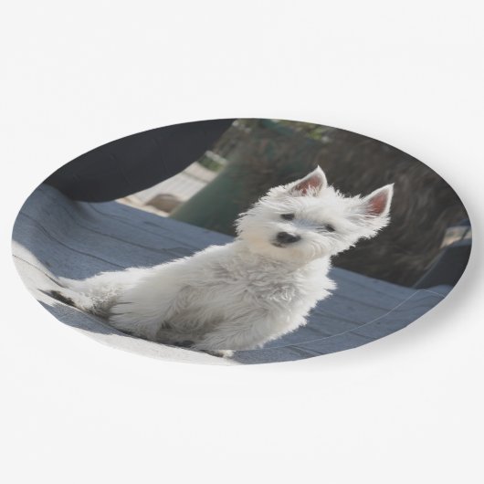 White West Highland Terrier Sitting on Sidewalk Papieren Bordje (Gekanteld)