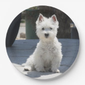 White West Highland Terrier Sitting on Sidewalk Papieren Bordje (Voorkant)