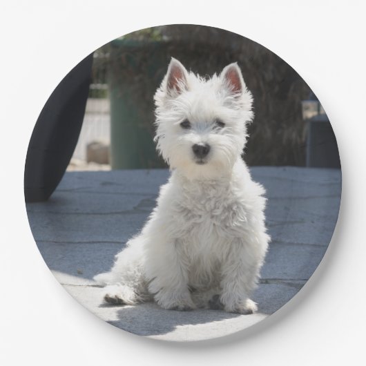 White West Highland Terrier Sitting on Sidewalk Papieren Bordje (Voorkant)
