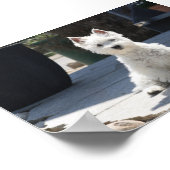White West Highland Terrier Sitting on Sidewalk Poster (Hoek)