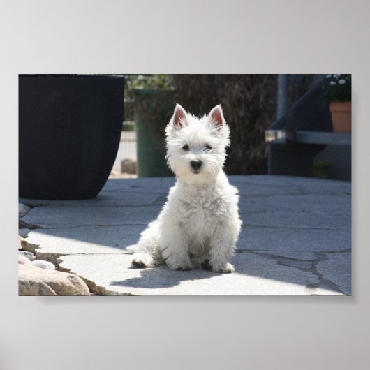 White West Highland Terrier Sitting on Sidewalk Poster (Voorkant)