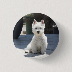 White West Highland Terrier Sitting on Sidewalk Ronde Button 3,2 Cm