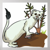 White Wezel Natuurposter Poster (Voorkant)