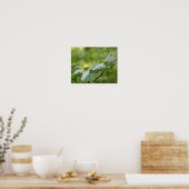 White Wild Dogwood Flower Blossom Poster (Keuken)