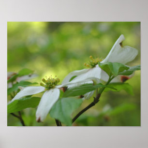 White Wild Dogwood Flower Blossom Poster