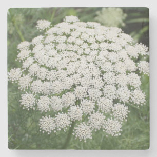White Wild Flower Queen Anne's Lace Stenen Onderzetter