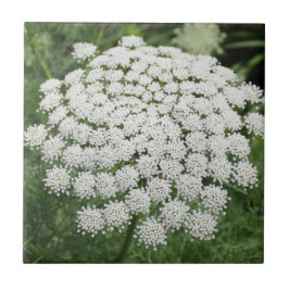 White Wild Flower Queen Anne's Lace Tegeltje