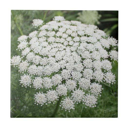 White Wild Flower Queen Anne's Lace Tegeltje (Voorkant)